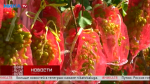 Калужский садовод 10 лет выращивает на участке виноград
