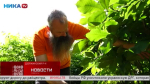 Юрий Крутиков успешно выращивает в Калужской области орехи
