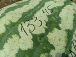     133 