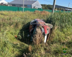 Двое малышей и женщина пострадали в ДТП на калужской дороге